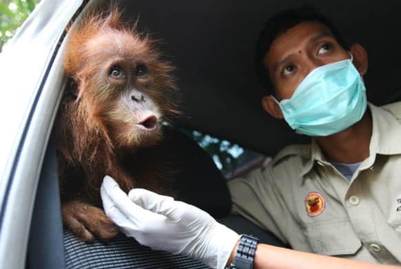 An Orangutan Information Centre (OIC) staff member holds an 18 month-old orangutan they just confiscate from an illegal owner in Medan, North Sumatra, Indonesia.