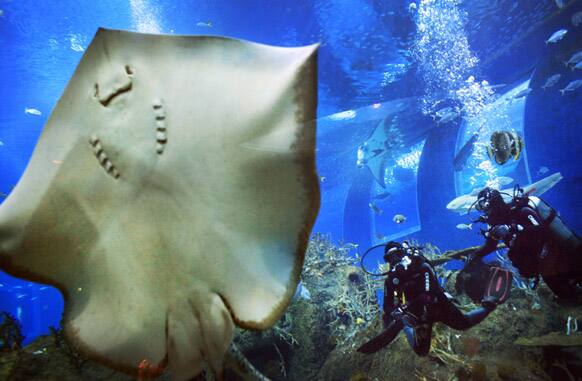 Divers approach a Leopard Ray perched against the glass of an exhibit, in Singapore at the Marine Life Park at Resorts World, one of the city-state`s newest tourist attractions which opened late 2012.