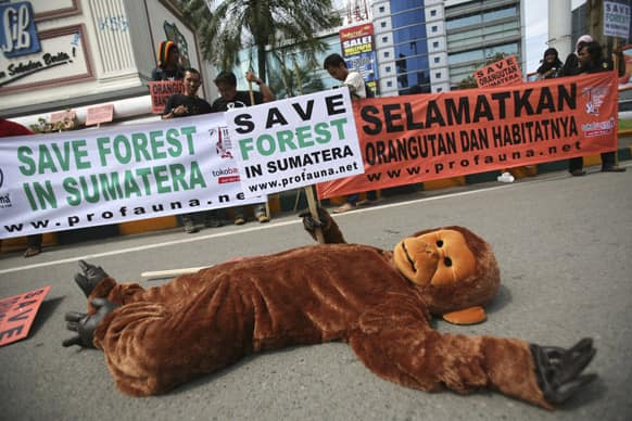 An Indonesian activist in an orangutan costume performs a die-in as he holds a banner during a protest calling for protection of orangutan habitats on Sumatra island, in Medan, North Sumatra, Indonesia.