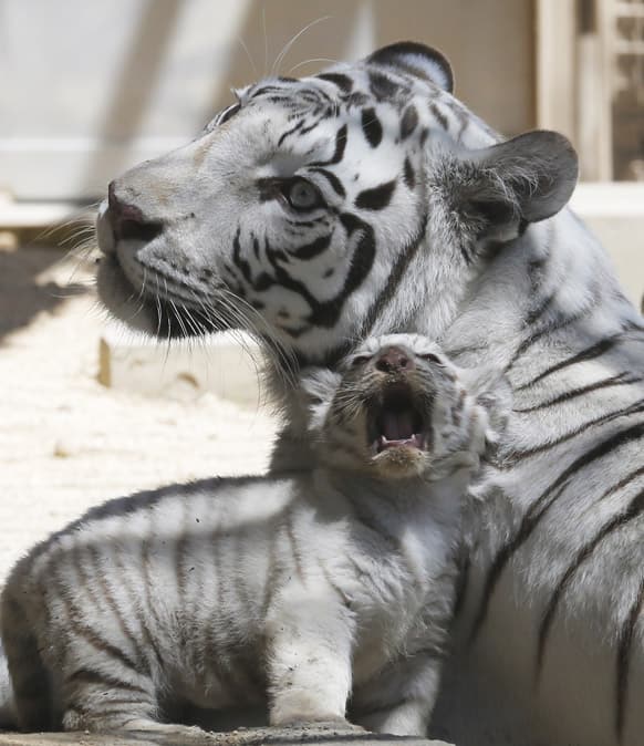 A 7-year-old white tiger sits with one of her cubs at Tobu Zoo in Miyashiro, near Tokyo. Four newborn white tiger cubs made their first public appearance at the zoo on Thursday.