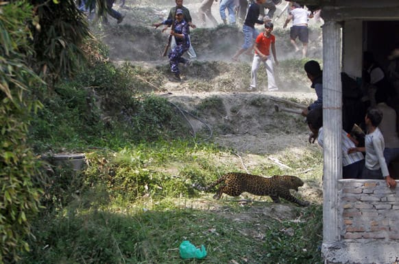 A leopard runs to attack as Nepalese people run for cover at Gothatar, Katmandu, Nepal. According to reports, 15 people were injured including three policemen and two officials from the Department of Forest.