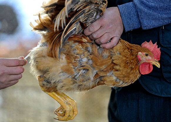 A worker takes excrement samples from a chicken at a closed poultry market in Nanjing in east China`s Jiangsu province.