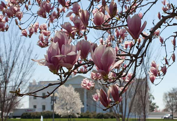 Blooming Magnolia trees are seen along Pennsylvania Avenue in front of the White House, in Washington.