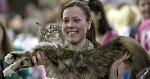 A Norwegian forest cat is held by its owner during an international feline beauty competition in Bucharest, Romania.