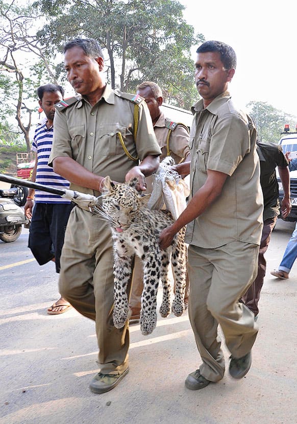 Forest guards rescue a full grown Leopard from a residential area in Gauhati, India. According to the locals, the leopard came from a nearby hill in search of food.