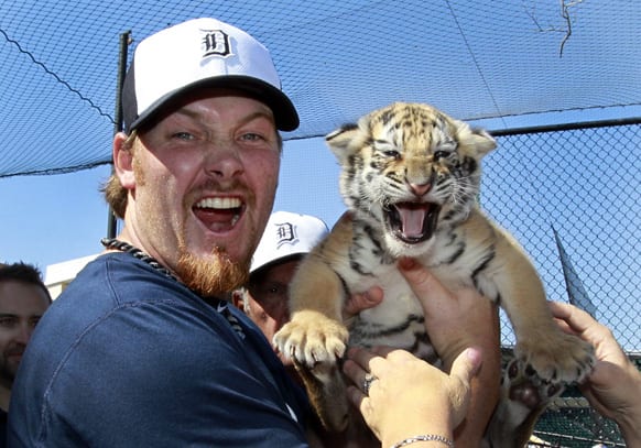 Detroit Tigers relief pitcher Phil Coke checks out Rocky, a 4-week-old Bengal tiger from the Dade City Wild Things Zoo, before an exhibition spring training baseball game against the Tampa Bay Rays, in Lakeland, Fla.