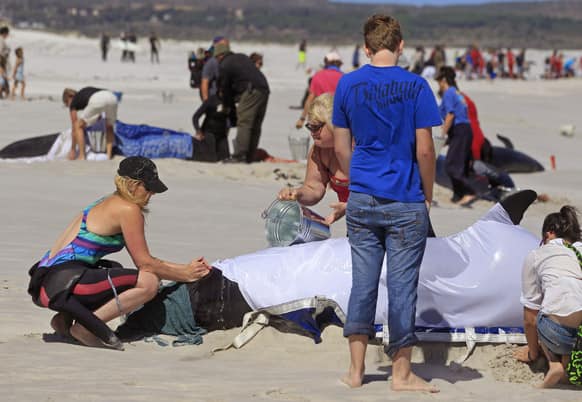 A rescue volunteers pours water over a whale as a woman, left, covers its blow hole to prevent water from entering, at Noordhoek beach near the city of Cape Town, South Africa.