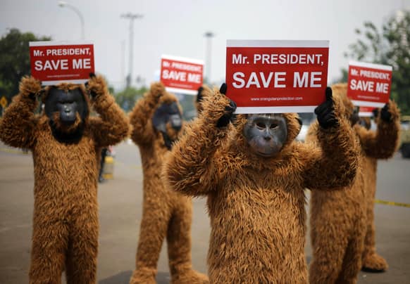 Activists dressed as orangutan hold posters during a protest demanding that Indonesian President Susilo Bambang Yudhoyono to take immediate action to save orangutans outside the presidential palace in Jakarta, Indonesia.