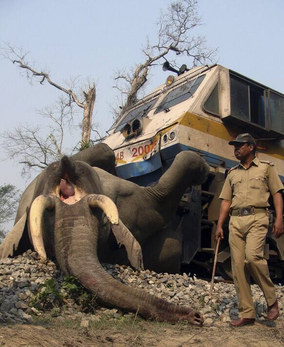 A forest guard walks past the body of an elephant that was killed after being hit by a speeding train at the Buxa Tiger Reserve, near Alipurduar in West Bengal state.