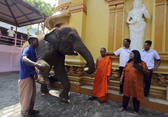 A Sri Lankan Buddhist monk, center, offers a cucumber to a domesticated elephant brought for a Buddhist temple festival in Colombo.