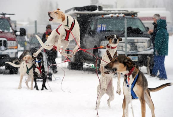 One of Debora Summers` sled dogs leaps in the air as her team is hooked up for the start of the Alaskan Sled Dog & Racing Association Raven Electric 10 Dog sled dog race at Tozier Track in Anchorage, Alaska.