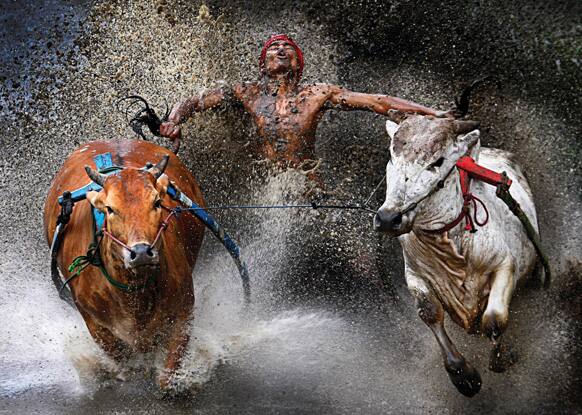 This photo provided by World Press Photo, the 1st prize Sports – Sports Action Single by Wei Seng Chen, Malaysia, a jockey, his feet stepped into a harness strapped to the bulls and clutching their tails, shows relief and joy at the end of a dangerous run across rice fields.