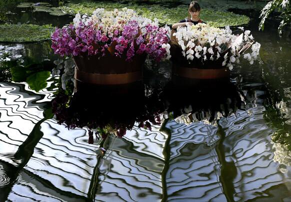 A horticulturist works on a display of orchids at Kew Royal Botanic Gardens in London. Over 4,500 orchids are being displayed for an Orchid festival as well as 550 bromeliads and 350 assorted foliage plants.