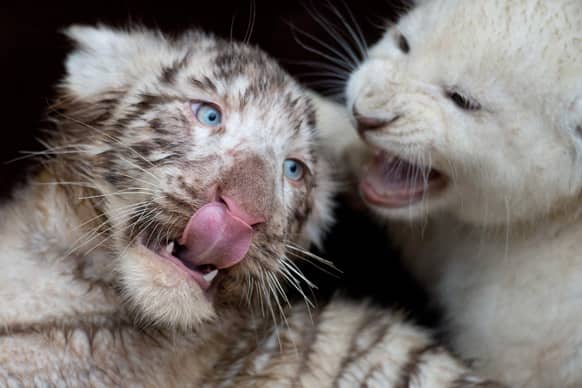 A white lion plays with a white tiger at Serengeti-Park zoo in Hodenhagen, northern Germany. Four white tigers and four white lions were born in the zoo in October and November 2012.