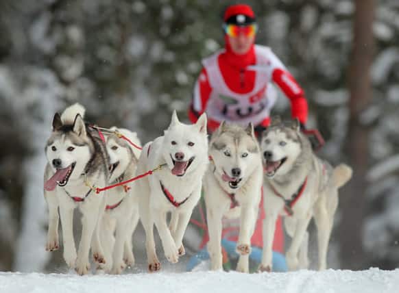 A participant rides his dog sled during an international dog sled race