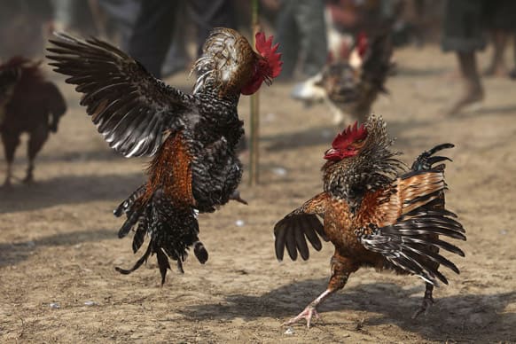 Roosters attack each other during a rooster fight as part of Jonbeel festival near Jagiroad, about 75 kilometers (47 miles) east of Guwahati.