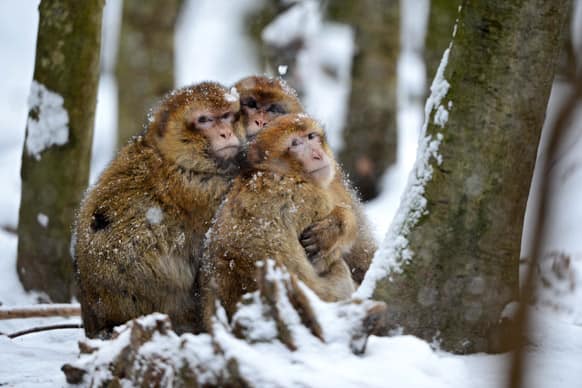 Barbary apes sit in the snow in their enclosure in the zoo of Salem, southern Germany. Weather forecasts predict cold winter weather for the next few days in Germany.