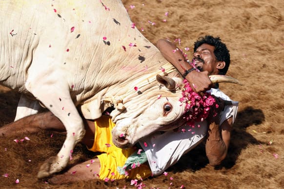 A bull tamers holds a bull by the horn during the bull-taming sport called Jallikattu, in Alanganallur, about 530 kilometers south of Chennai. Jallikattu is an ancient heroic sporting event of the Tamils played during the harvest festival of Pongal.
