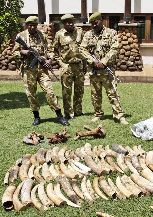 Kenyan Wildlife wardens keep a watch on confiscated elephant tusks at the Kenyan wildlife offices in Nairobi. Kenyan authorities seized at least two tons of illegal Elephant ivory at the Kenyan port of Mombasa.