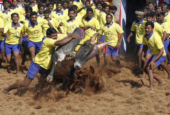 Bull tamers try to control a bull during the bull-taming sport called Jallikattu, in Palamedu, about 575 kilometers (359 miles) south of Chennai.