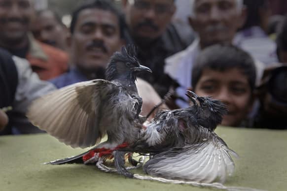 Spectators watch as two bulbuls fight during a traditional bird fight during the Assamese harvest festival “Bhogali Bihu” in Hajo, about 45 kilometers (28 miles) west of Guwahati.