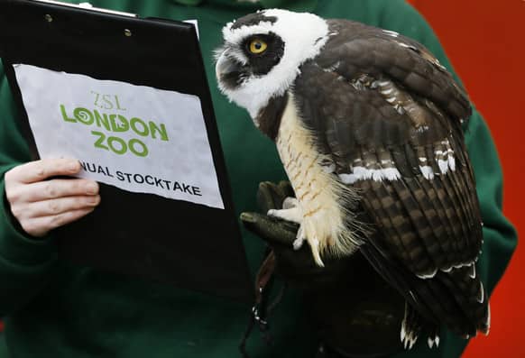 A Spectacled Owl looks at a clipboard during a photo call for the annual stock take at London Zoo. More than 17,500 animals including birds, fish, mammals, reptiles and amphibians are counted in the annual stock take at the zoo.