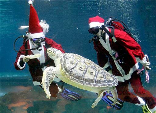 Dressed in Santa Claus outfits, a diver feeds to a turtle at the Coex Aquarium in Seoul, South Korea