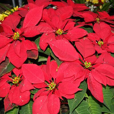 Poinsettia:  Because of its flame leaf it looks like Christmas Star.