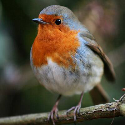 Robin: Joseph built a fire in the manger to keep Mary and Jesus warm. A robin fanned them with its wings so that the fire wouldn't die, and the fire turned his breast red.