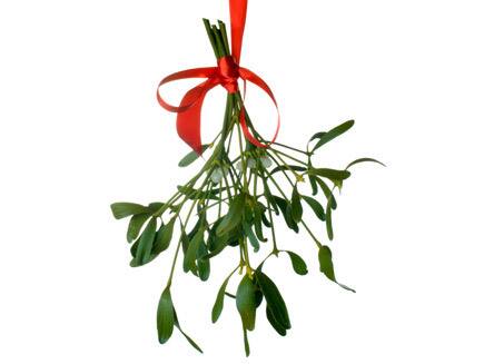 Mistletoe: A sprig of evergreen plant hung at Christmas time. Custom is that people can kiss each other standing under it.