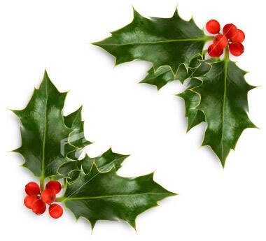 Holly: Its leaves remain green throughout the year. Pagans thought its greenness was a promise that the sun would return.