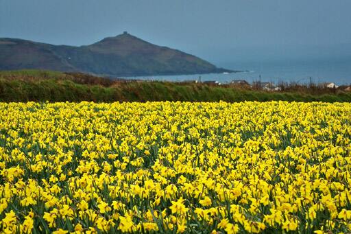 A host of golden daffodils; beside the lake, beneath the trees, fluttering and dancing in the breeze....