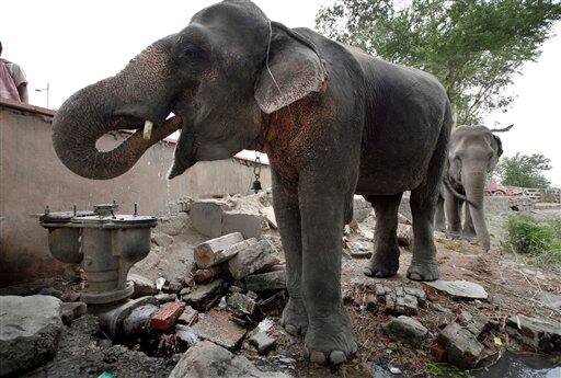 An elephant quenches his thirst from a leaking water pipe in New Delhi.