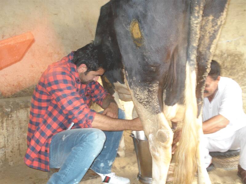 Ranbir Kapoor milks a cow while learning Jat mannerisms for his role in `Rockstar`. 