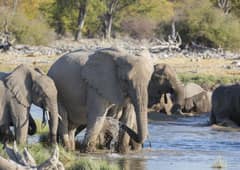 7,000 wild elephants and 100 tigers in Kerala forest | Environment News | Zee News 7,000 wild elephants and 100 tigers in Kerala forest | Environment News | Zee News