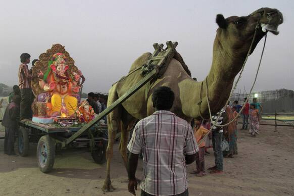 An idol of Hindu God Ganesha is loaded onto a camel cart for immersion during Ganesh Chaturthi festival in Ahmadabad.