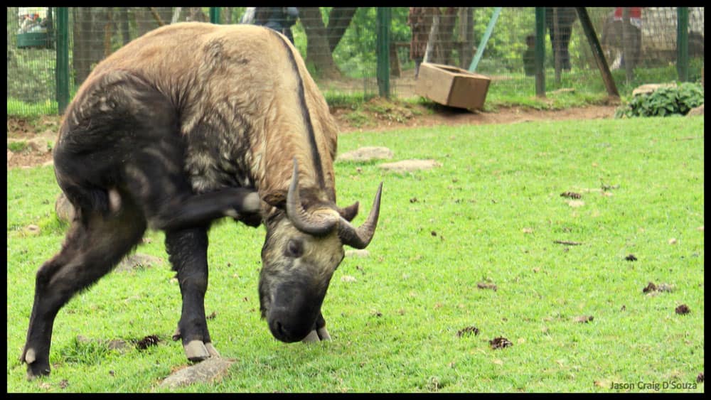 Takin, the national animal of Bhutan, can be seen at the Upper Motithang Zoo in Thimphu. Image Courtesy Jason Craig D'Souza