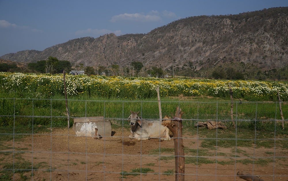 Fields of gold and green