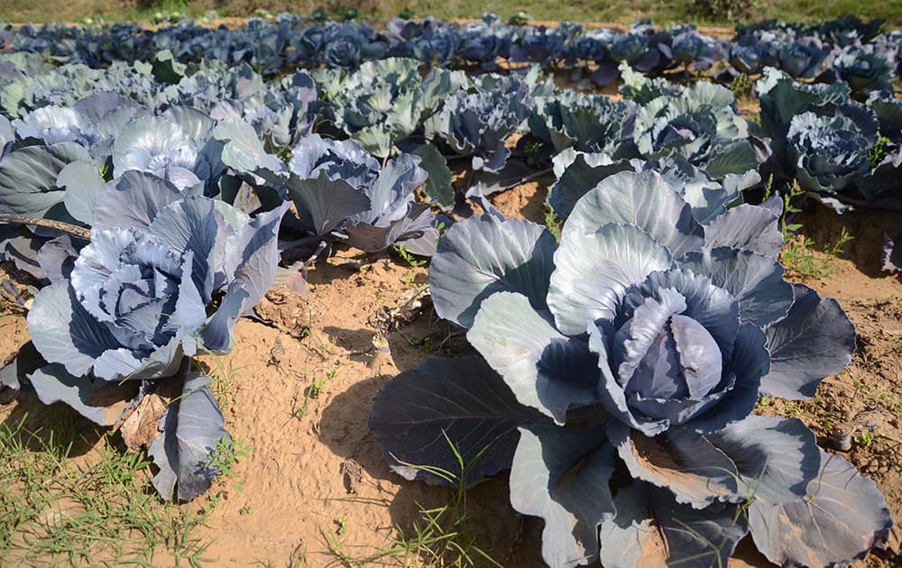 Organically grown Chinese cabbage