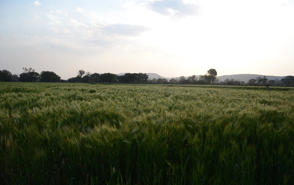 Near Ramgarh Lodge - Fields of gold and green