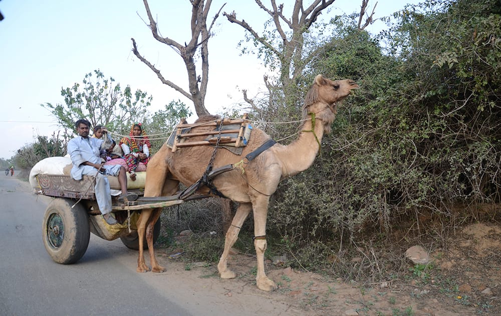 The smooth roads that we were envying - A camel with a Banjara (gypsy) family visited the mela with salt