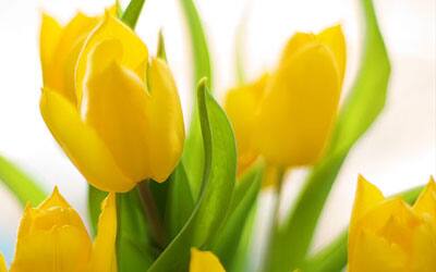 Spring touch: Golden Daffodils have inspired poets no end.