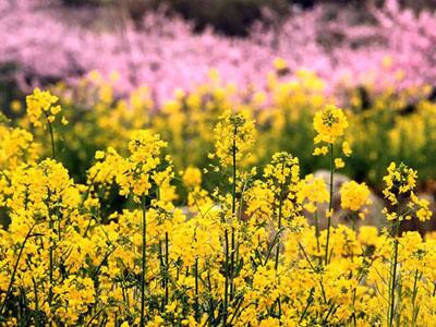 Yellow forms a major part of identity for the Basant in India.