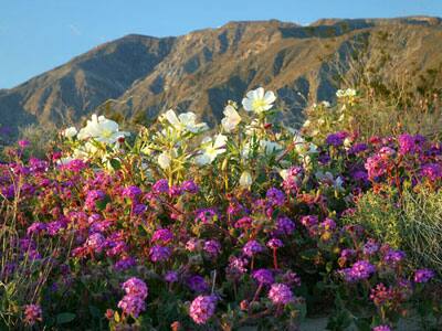 Spring fills up the valley with verdant greens and rainbow shades of flowers.