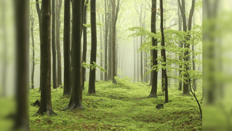 Indonesia now country with world`s highest deforestation rate