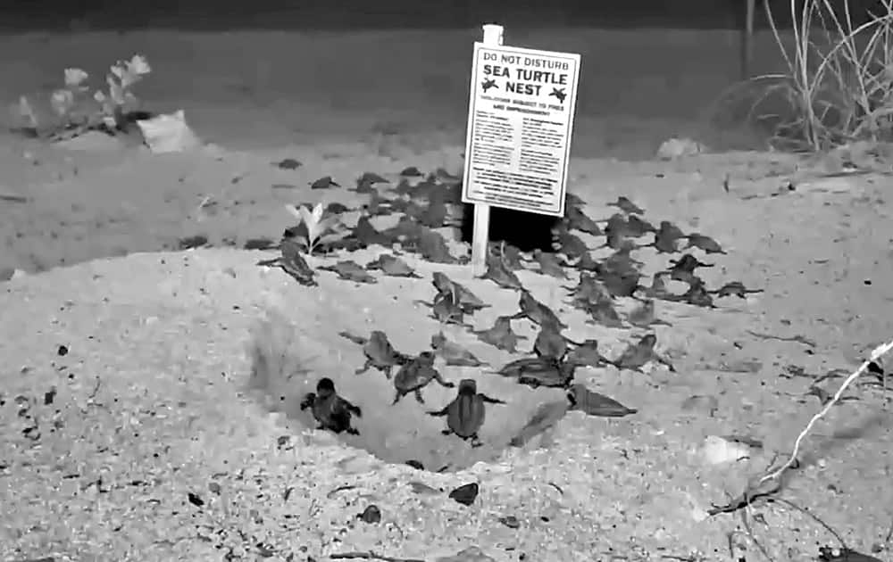 Baby loggerhead sea turtles emerge from a nest on the Florida Keys beach near Big Pine Key, Fla. About 100 hatchlings crawled out of the nest and headed to the Atlantic Ocean.