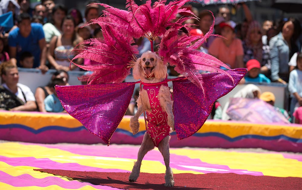 A circus dog performs in costume during a free public show to protest Mexico City`s ban on circus animals, other than horses and dogs, in Mexico City`s main square, the Zocalo.