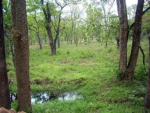 World Environment Day: Forests Around India | News | Zee News