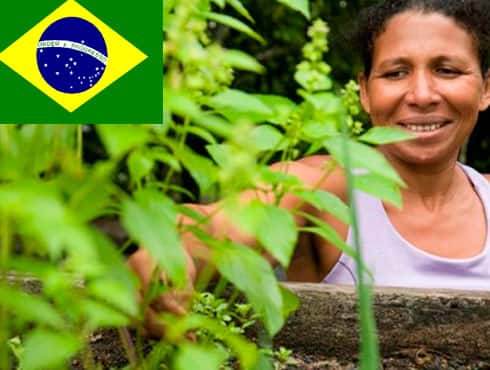 •	Bolsa Floresta (The Forest Conservation Grant Fund)
The Bolsa Floresta rewards traditional communities for their commitment to stop deforestation by distributing payments for ecosystem services to families, communities, and family associations.

•	Sao Paulo Climate Change Policy (Sao Paulo City) 
In 2009, the Sao Paulo city council approved a law specifying greenhouse gas reduction. The policy aims to reduce Sao Paulo`s citywide greenhouse gas emissions by 30% of 2005 levels by 2012. Improvements of the air quality and reductions in greenhouse gas emissions are expected.

•	Solar Energy Legislation
The experience of Belo Horizonte – Minas Gerais (MG) in drafting laws on the use of solar heaters and its participation in the Sustainable Construction Policies (PoliCS) project demonstrates the role of local governments in promoting renewable energies and sustainable policies.

