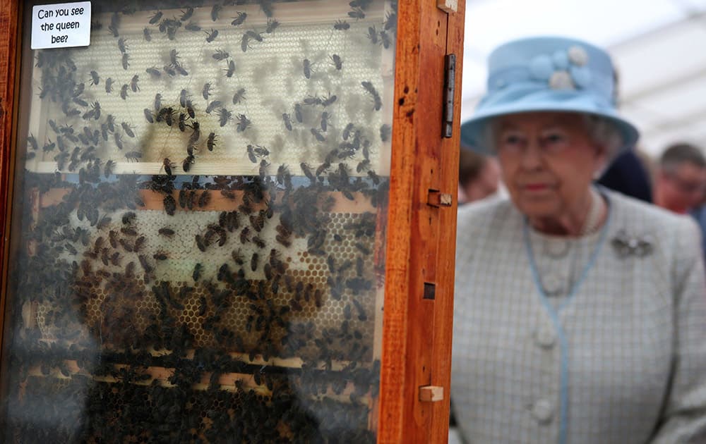Britain`s Queen Elizabeth II looks at a display of bees from the Aberdeen Bee Keepers Association`s with a sign reading `Can you see the queen bee?`, during her visit to the 150th Anniversary Turriff Show in Turriff, Scotland.